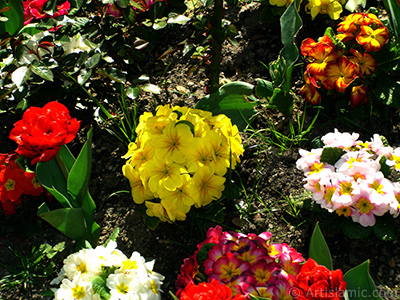 A primrose flower photo. <i>(Family: Primulaceae, Species: Primula)</i> <br>Photo Date: April 2005, Location: Turkey/Istanbul, By: Artislamic.com