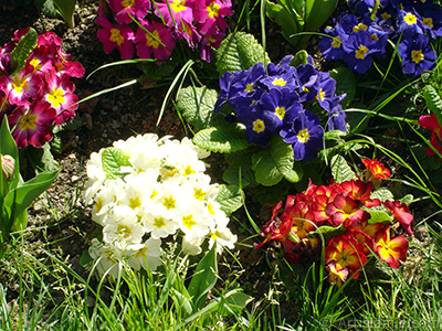 A primrose flower photo. <i>(Family: Primulaceae, Species: Primula)</i> <br>Photo Date: April 2005, Location: Turkey/Istanbul, By: Artislamic.com