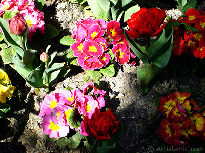 A primrose flower photo. <i>(Family: Primulaceae, Species: Primula)</i> <br>Photo Date: April 2005, Location: Turkey/Istanbul, By: Artislamic.com