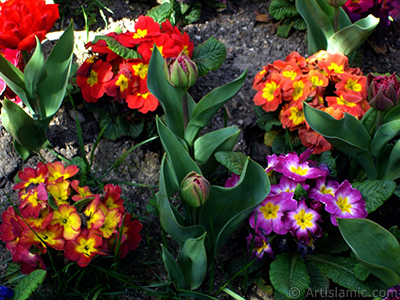 A primrose flower photo. <i>(Family: Primulaceae, Species: Primula)</i> <br>Photo Date: April 2005, Location: Turkey/Istanbul, By: Artislamic.com