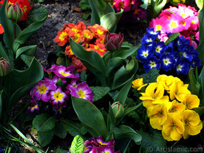 A primrose flower photo. <i>(Family: Primulaceae, Species: Primula)</i> <br>Photo Date: April 2005, Location: Turkey/Istanbul, By: Artislamic.com