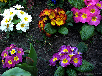 A primrose flower photo. <i>(Family: Primulaceae, Species: Primula)</i> <br>Photo Date: April 2005, Location: Turkey/Istanbul, By: Artislamic.com