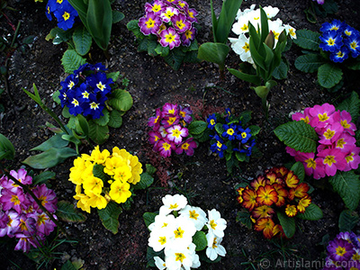 A primrose flower photo. <i>(Family: Primulaceae, Species: Primula)</i> <br>Photo Date: April 2005, Location: Turkey/Istanbul, By: Artislamic.com