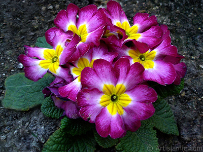 A primrose flower photo. <i>(Family: Primulaceae, Species: Primula)</i> <br>Photo Date: April 2005, Location: Turkey/Istanbul, By: Artislamic.com