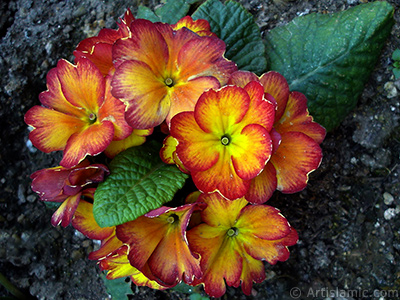 A primrose flower photo. <i>(Family: Primulaceae, Species: Primula)</i> <br>Photo Date: April 2005, Location: Turkey/Istanbul, By: Artislamic.com