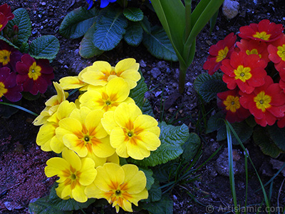 A primrose flower photo. <i>(Family: Primulaceae, Species: Primula)</i> <br>Photo Date: April 2005, Location: Turkey/Istanbul, By: Artislamic.com