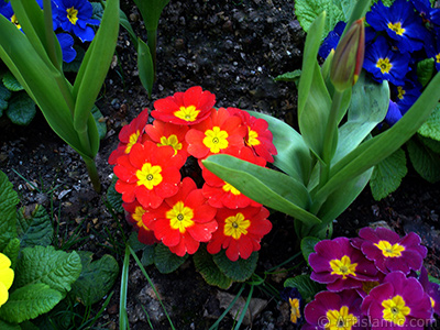 A primrose flower photo. <i>(Family: Primulaceae, Species: Primula)</i> <br>Photo Date: April 2005, Location: Turkey/Istanbul, By: Artislamic.com