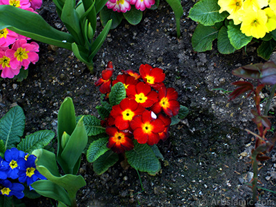 A primrose flower photo. <i>(Family: Primulaceae, Species: Primula)</i> <br>Photo Date: April 2005, Location: Turkey/Istanbul, By: Artislamic.com