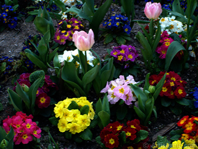 A primrose flower photo. <i>(Family: Primulaceae, Species: Primula)</i> <br>Photo Date: April 2005, Location: Turkey/Istanbul, By: Artislamic.com