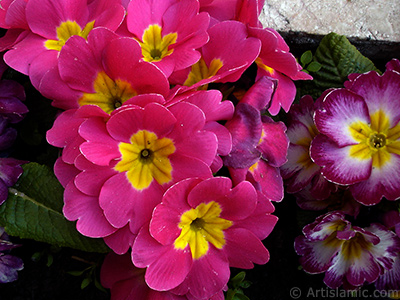 A primrose flower photo. <i>(Family: Primulaceae, Species: Primula)</i> <br>Photo Date: April 2005, Location: Turkey/Istanbul, By: Artislamic.com