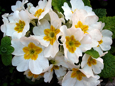 A primrose flower photo. <i>(Family: Primulaceae, Species: Primula)</i> <br>Photo Date: April 2005, Location: Turkey/Istanbul, By: Artislamic.com