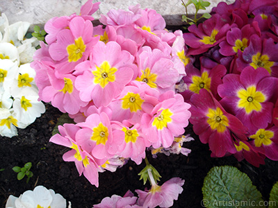 A primrose flower photo. <i>(Family: Primulaceae, Species: Primula)</i> <br>Photo Date: April 2005, Location: Turkey/Istanbul, By: Artislamic.com