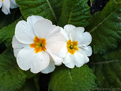 A primrose flower photo. <i>(Family: Primulaceae, Species: Primula)</i> <br>Photo Date: February 2011, Location: Turkey/Istanbul, By: Artislamic.com