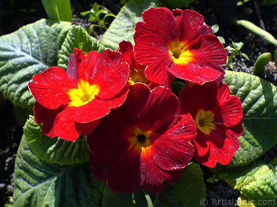 A primrose flower photo. <i>(Family: Primulaceae, Species: Primula)</i> <br>Photo Date: February 2011, Location: Turkey/Istanbul, By: Artislamic.com