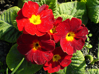 A primrose flower photo. <i>(Family: Primulaceae, Species: Primula)</i> <br>Photo Date: February 2011, Location: Turkey/Istanbul, By: Artislamic.com