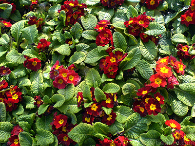 uha iei resmi. <i>(Ailesi: Primulaceae, Tr: Primula)</i> <br>ekim Tarihi: ubat 2011, Yer: stanbul, Fotoraf: islamiSanat.net
