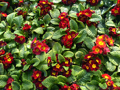 A primrose flower photo. <i>(Family: Primulaceae, Species: Primula)</i> <br>Photo Date: February 2011, Location: Turkey/Istanbul, By: Artislamic.com