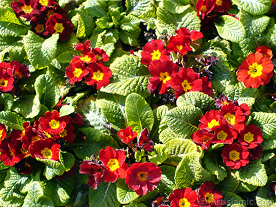 A primrose flower photo. <i>(Family: Primulaceae, Species: Primula)</i> <br>Photo Date: February 2011, Location: Turkey/Istanbul, By: Artislamic.com