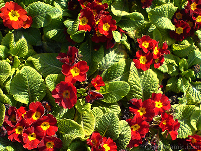 A primrose flower photo. <i>(Family: Primulaceae, Species: Primula)</i> <br>Photo Date: February 2011, Location: Turkey/Istanbul, By: Artislamic.com