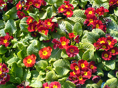 A primrose flower photo. <i>(Family: Primulaceae, Species: Primula)</i> <br>Photo Date: February 2011, Location: Turkey/Istanbul, By: Artislamic.com