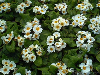 uha iei resmi. <i>(Ailesi: Primulaceae, Tr: Primula)</i> <br>ekim Tarihi: ubat 2011, Yer: stanbul, Fotoraf: islamiSanat.net