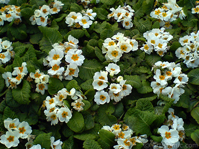 A primrose flower photo. <i>(Family: Primulaceae, Species: Primula)</i> <br>Photo Date: February 2011, Location: Turkey/Istanbul, By: Artislamic.com