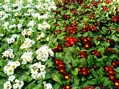 A primrose flower photo. <i>(Family: Primulaceae, Species: Primula)</i> <br>Photo Date: February 2011, Location: Turkey/Istanbul, By: Artislamic.com