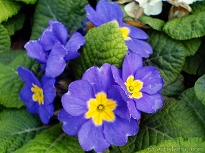 A primrose flower photo. <i>(Family: Primulaceae, Species: Primula)</i> <br>Photo Date: February 2011, Location: Turkey/Istanbul, By: Artislamic.com