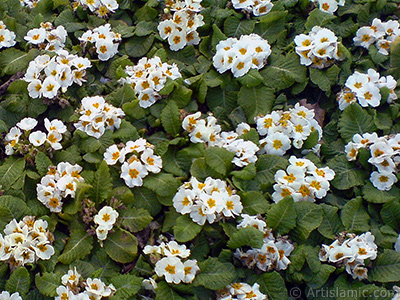 A primrose flower photo. <i>(Family: Primulaceae, Species: Primula)</i> <br>Photo Date: February 2011, Location: Turkey/Istanbul, By: Artislamic.com
