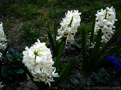 White color Hyacinth flower. <i>(Family: Hyacinthaceae, Species: Hyacinthus)</i> <br>Photo Date: April 2005, Location: Turkey/Istanbul, By: Artislamic.com