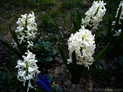 Beyaz renkte smbl iei resmi. <i>(Ailesi: Hyacinthaceae, Tr: Hyacinthus)</i> <br>ekim Tarihi: Nisan 2005, Yer: stanbul, Fotoraf: islamiSanat.net