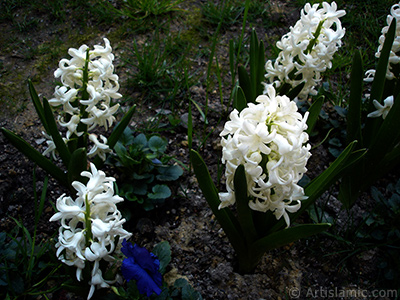 White color Hyacinth flower. <i>(Family: Hyacinthaceae, Species: Hyacinthus)</i> <br>Photo Date: April 2005, Location: Turkey/Istanbul, By: Artislamic.com