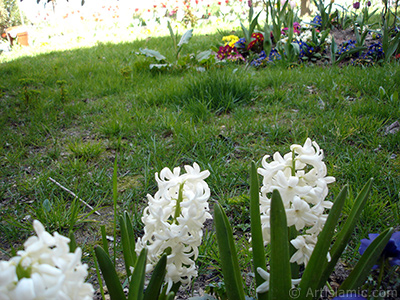 Beyaz renkte smbl iei resmi. <i>(Ailesi: Hyacinthaceae, Tr: Hyacinthus)</i> <br>ekim Tarihi: Nisan 2005, Yer: stanbul, Fotoraf: islamiSanat.net