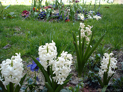 White color Hyacinth flower. <i>(Family: Hyacinthaceae, Species: Hyacinthus)</i> <br>Photo Date: April 2005, Location: Turkey/Istanbul, By: Artislamic.com