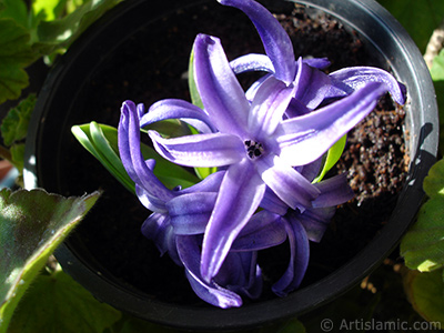 Purple color Hyacinth flower. <i>(Family: Hyacinthaceae, Species: Hyacinthus)</i> <br>Photo Date: March 2011, Location: Turkey/Istanbul-Mother`s Flowers, By: Artislamic.com