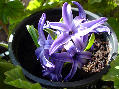 Purple color Hyacinth flower. <i>(Family: Hyacinthaceae, Species: Hyacinthus)</i> <br>Photo Date: March 2011, Location: Turkey/Istanbul-Mother`s Flowers, By: Artislamic.com