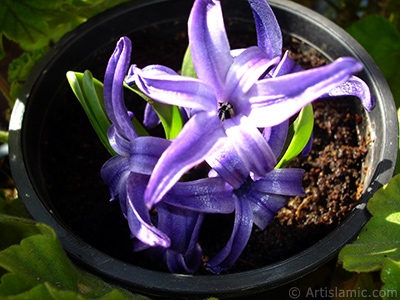 Purple color Hyacinth flower. <i>(Family: Hyacinthaceae, Species: Hyacinthus)</i> <br>Photo Date: March 2011, Location: Turkey/Istanbul-Mother`s Flowers, By: Artislamic.com