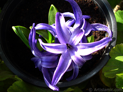 Purple color Hyacinth flower. <i>(Family: Hyacinthaceae, Species: Hyacinthus)</i> <br>Photo Date: March 2011, Location: Turkey/Istanbul-Mother`s Flowers, By: Artislamic.com