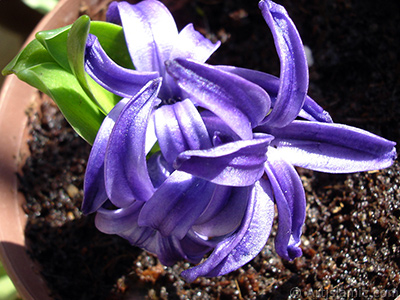 Purple color Hyacinth flower. <i>(Family: Hyacinthaceae, Species: Hyacinthus)</i> <br>Photo Date: March 2011, Location: Turkey/Istanbul-Mother`s Flowers, By: Artislamic.com