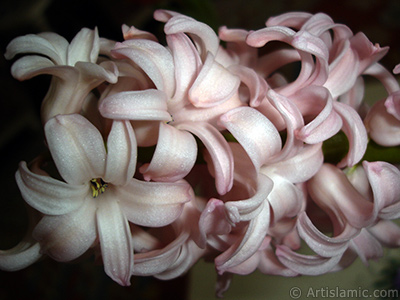 Pink color Hyacinth flower. <i>(Family: Hyacinthaceae, Species: Hyacinthus)</i> <br>Photo Date: March 2011, Location: Turkey/Istanbul, By: Artislamic.com