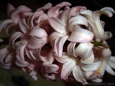 Pink color Hyacinth flower. <i>(Family: Hyacinthaceae, Species: Hyacinthus)</i> <br>Photo Date: March 2011, Location: Turkey/Istanbul, By: Artislamic.com