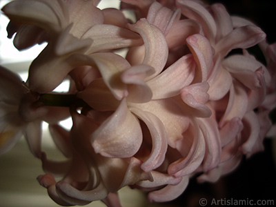 Pink color Hyacinth flower. <i>(Family: Hyacinthaceae, Species: Hyacinthus)</i> <br>Photo Date: March 2011, Location: Turkey/Istanbul, By: Artislamic.com