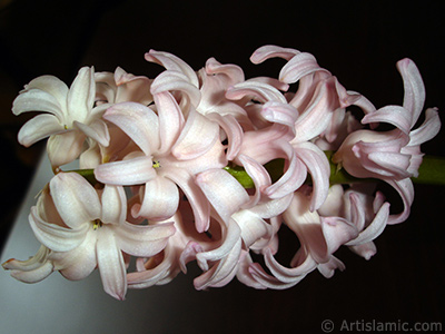 Pink color Hyacinth flower. <i>(Family: Hyacinthaceae, Species: Hyacinthus)</i> <br>Photo Date: March 2011, Location: Turkey/Istanbul, By: Artislamic.com