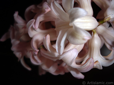 Pink color Hyacinth flower. <i>(Family: Hyacinthaceae, Species: Hyacinthus)</i> <br>Photo Date: March 2011, Location: Turkey/Istanbul, By: Artislamic.com