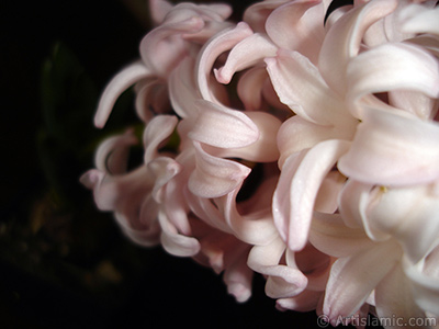 Pink color Hyacinth flower. <i>(Family: Hyacinthaceae, Species: Hyacinthus)</i> <br>Photo Date: March 2011, Location: Turkey/Istanbul, By: Artislamic.com