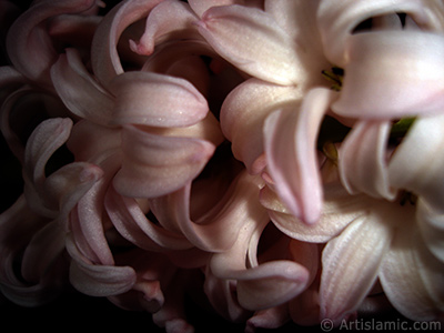 Pink color Hyacinth flower. <i>(Family: Hyacinthaceae, Species: Hyacinthus)</i> <br>Photo Date: March 2011, Location: Turkey/Istanbul, By: Artislamic.com