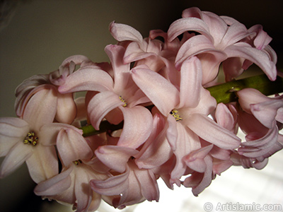 Pink color Hyacinth flower. <i>(Family: Hyacinthaceae, Species: Hyacinthus)</i> <br>Photo Date: March 2011, Location: Turkey/Istanbul, By: Artislamic.com