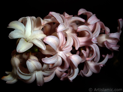 Pink color Hyacinth flower. <i>(Family: Hyacinthaceae, Species: Hyacinthus)</i> <br>Photo Date: March 2011, Location: Turkey/Istanbul, By: Artislamic.com