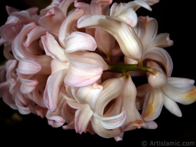 Pink color Hyacinth flower. <i>(Family: Hyacinthaceae, Species: Hyacinthus)</i> <br>Photo Date: March 2011, Location: Turkey/Istanbul, By: Artislamic.com