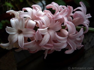 Pink color Hyacinth flower. <i>(Family: Hyacinthaceae, Species: Hyacinthus)</i> <br>Photo Date: March 2011, Location: Turkey/Istanbul, By: Artislamic.com